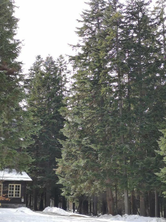 Excellent Studios For Your Vacation-Hotel Villa Park- Borovets Bagian luar foto